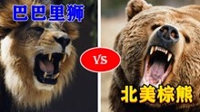 巴巴里狮vs北美棕熊，谁才是真正的万兽之王？