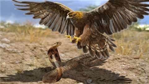 老鹰与眼镜蛇的交锋,最终谁才是真正的猎食者呢?