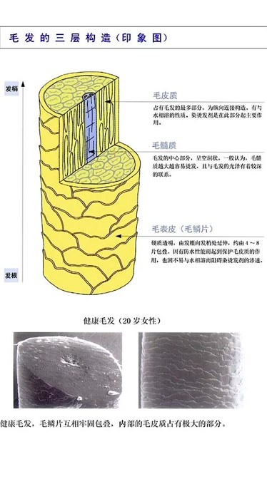 头发结构分解图图片