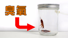 实验：臭氧能杀死蟑螂吗？