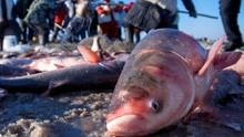 大鱼1：人类嘴馋，吃下大鱼腹中的绿色鱼籽，结果纷纷感染变异！