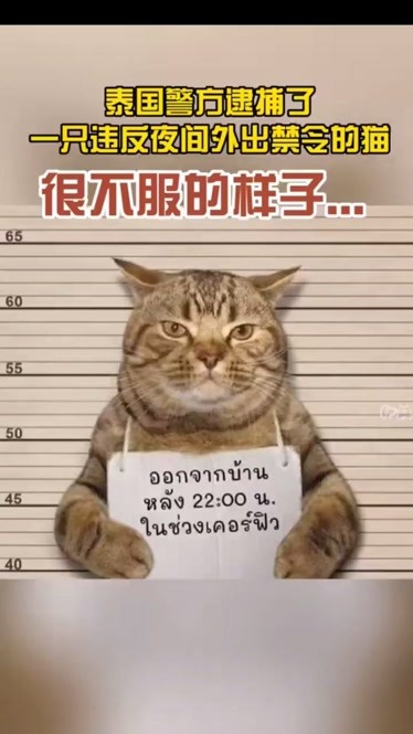 泰国一只猫疫情期间外出被捕