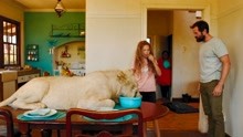 女孩养了一只小白狗做宠物，谁知它长大后变成了大狮子！
