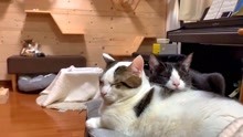 你们两只小傻猫事要给我的褥子暖烘烘嘛？