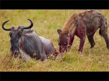 实拍一群鬣狗捕杀野牛,鬣狗不愧是动物界的疯子
