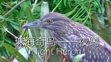 珠海奇鸟-夜鹭 Night Heron