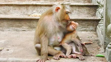 阿尔伯特的食物被坏猴子抢了，猴妈艾丽试图用特殊的方法激励它