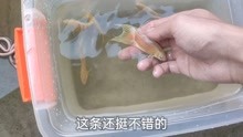 楼顶小鱼池养着的斗鱼，感觉整天吃不饱一样，准备来繁殖黄金斗鱼