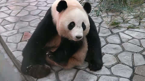 熊猫托下巴表情包图片