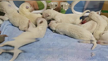 湖州一动物园两只狼妈妈同天产仔生下9只白狼宝宝