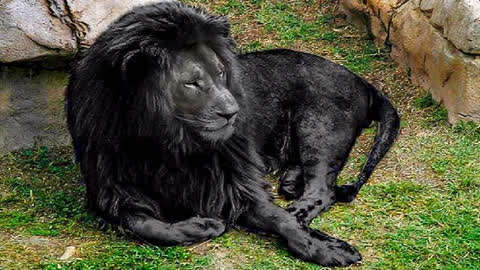 黑色鬃毛的狮子图片