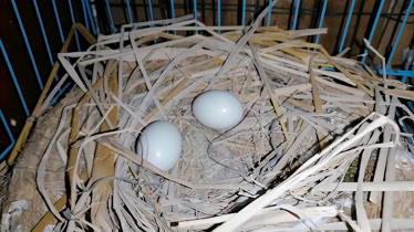 鸽子蛋孵化16天的样子图片