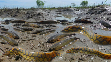 農村抓魚生活田野乾枯的水溝中抓野魚午餐加菜