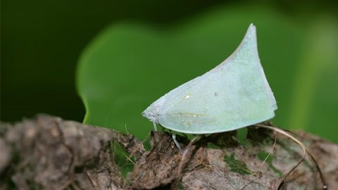 青蛾蜡蝉成虫体长5~6mm,前翅黄绿色,前缘,后缘及外缘深褐色