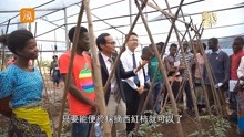 中国专家远赴非洲，演示如何种植西红柿，场面太有意思了！