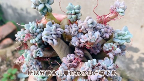 老家院子里无人打理的冬美人叶插小苗,为什么长成这样了?