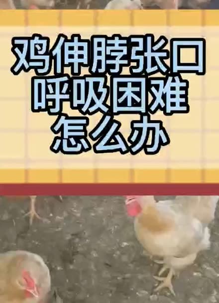 鸡伸脖张口呼吸困难怎么办鸡伸脖子怪叫怎么办鸡咳嗽喉咙响用什么