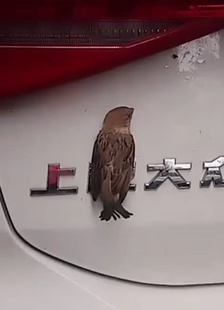 小鳥緊貼車標避雨,獨家冠名