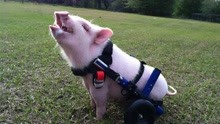又一个猪坚强，残疾猪走路，励志