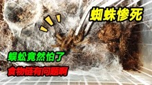 棕色长毛蜘蛛腐烂死亡，越南间脚蜈蚣被虫子吓半死，食物链乱套了