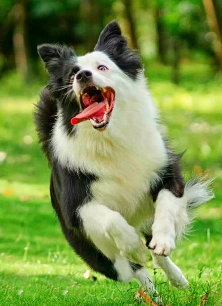 黑背狼狗牧羊犬