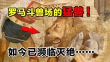 巴巴里狮：曾是罗马斗兽场的猛兽，如今却濒临灭绝，仅剩110头！