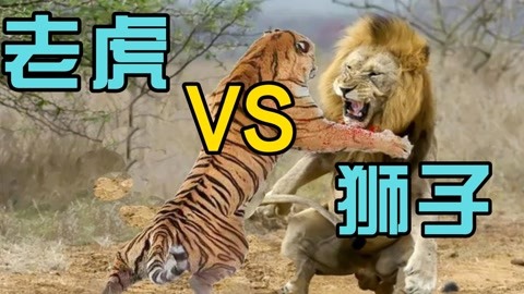 剑齿虎vs东北虎古狮图片