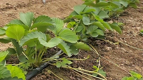 红颜草莓苗种苗基地 二代脱毒草莓苗 根系发达