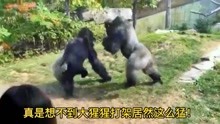 大猩猩打架也是非常猛！#动物世界 #意不意外#创作灵感#大猩猩