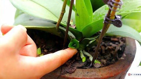 想要蝴蝶兰长小芽,有2个方法,一个月长出大量粗芽
