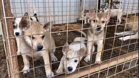 从江土猎犬图片