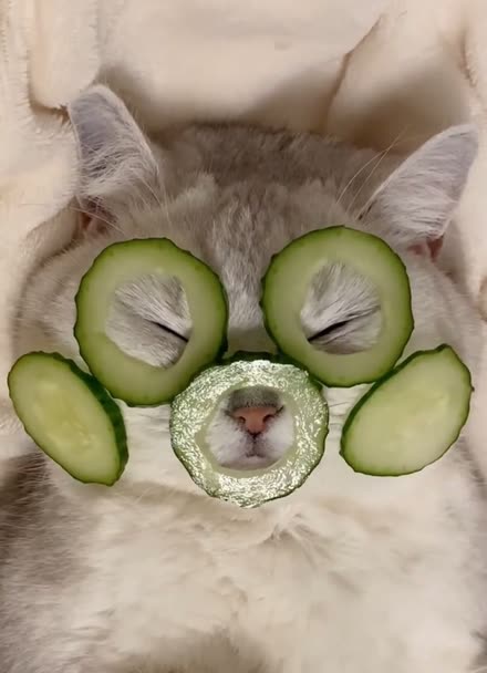 谁说猫咪怕黄瓜?