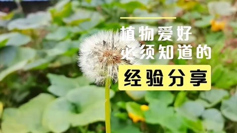 蒲公英有什么功效图片