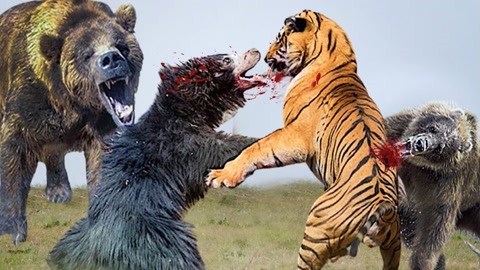 母亲熊战斗并杀死老虎以拯救她的幼崽,黑熊vs老虎