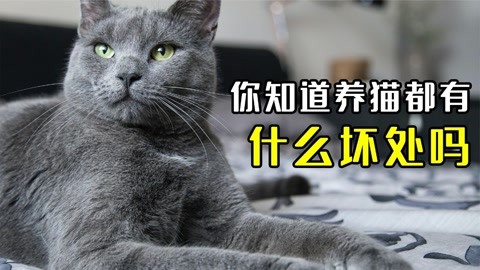 养猫这么多的"坏处"你了解吗?