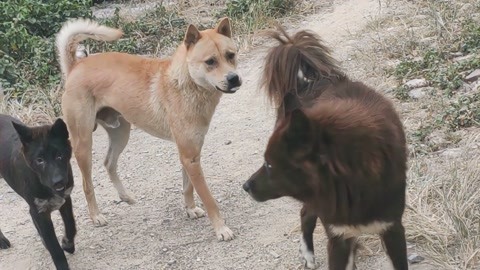 土狗王照片图片