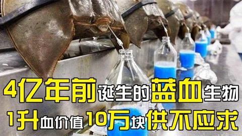 4亿年前诞生的蓝血生物,1升血价值10万块供不应求,鲎有多神奇?