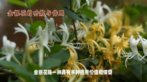 金银花的功效与作用