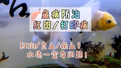 養魚筆記1季59集:觀賞魚體表充血,紅斑,一定是打印病嗎?