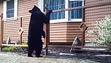熊想吃电网上的鹿，被电了2次后，接着熊的做法让人不淡定！