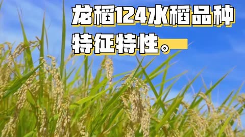 黑龙江粘稻子品种简介图片