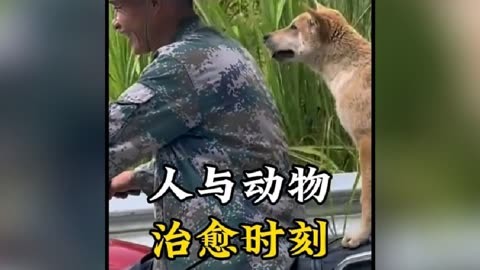 【世界破破爛爛 總有人縫縫補補】盤點人與動物的治癒時刻!