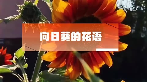 向日葵的花语文字图片