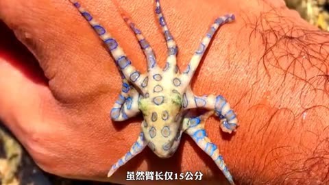 蓝环章鱼毒性图片