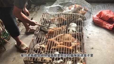 猫肉购买图片