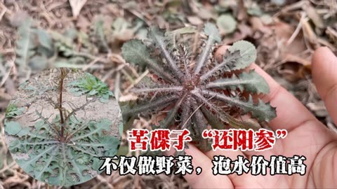 北方明星野菜:苦碟子又名还阳参,明明很苦却抢着挖价值珍贵