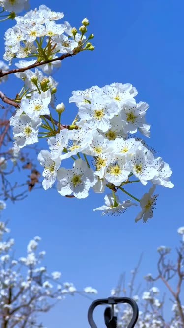 梨花风景图片大全高清图片