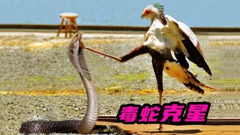 蛇鹫捕食黑曼巴图片