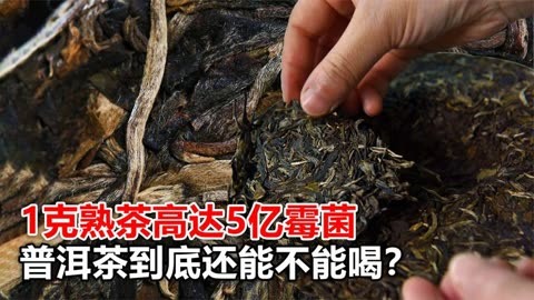 一克熟茶五亿霉菌,喝熟茶等于喝脏水?普洱茶到底还能不能喝?