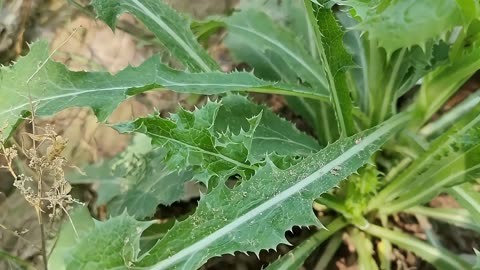 苦菜的逆袭 从被忽视的野草到餐桌明星